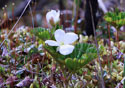 Rubus chamaemorus